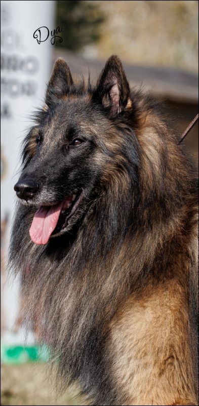 Tango De Pedra Lume EXC2 abierta machos